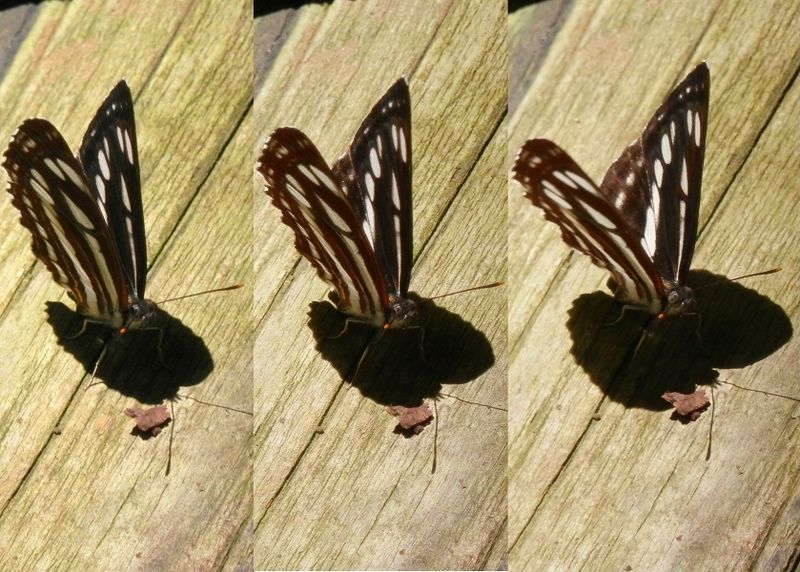 蝶が翅を開いたり閉じたりすると