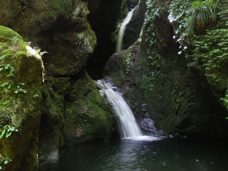ねじれの滝にイワタバコ