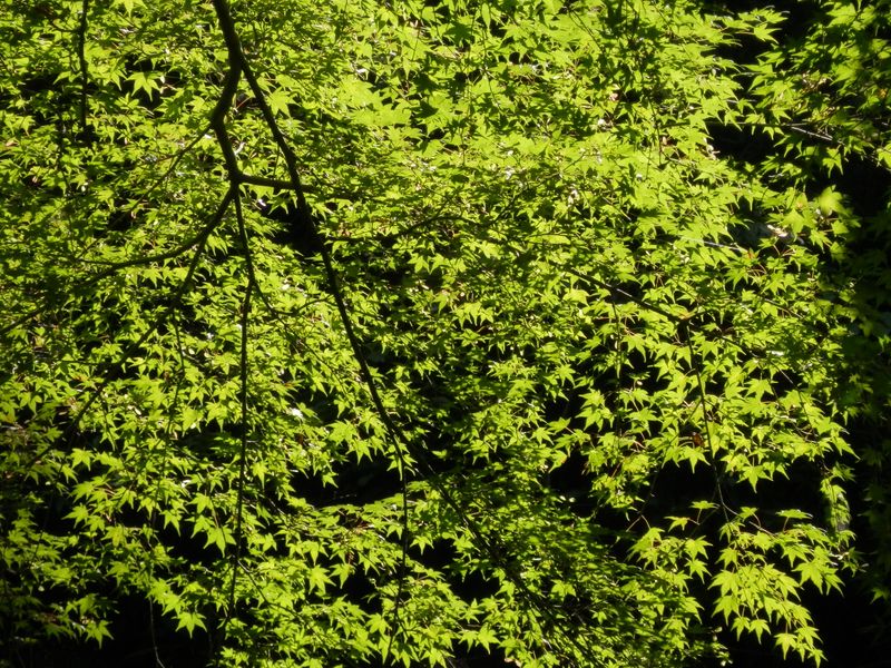 大滝のほとりのモミジ
