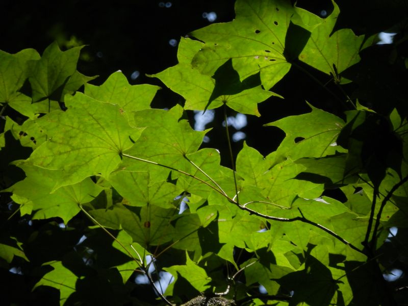 大滝のほとりのカエデ