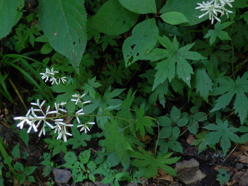 大滝のほとりのヤブレガサ