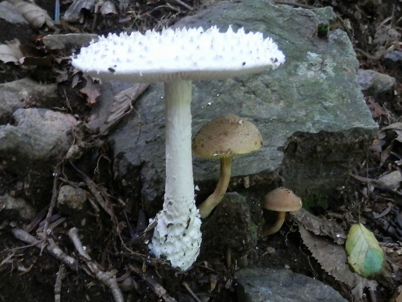 雨宿りしてるみたいなキノコ