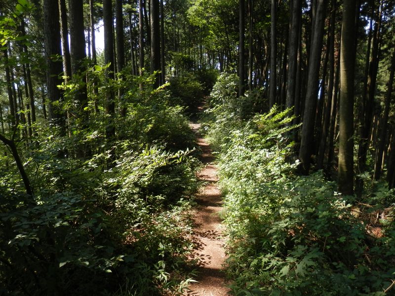大楢峠から小楢峠に向かうヤセ尾根