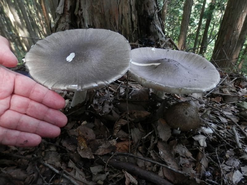 直径約15cmのキノコ