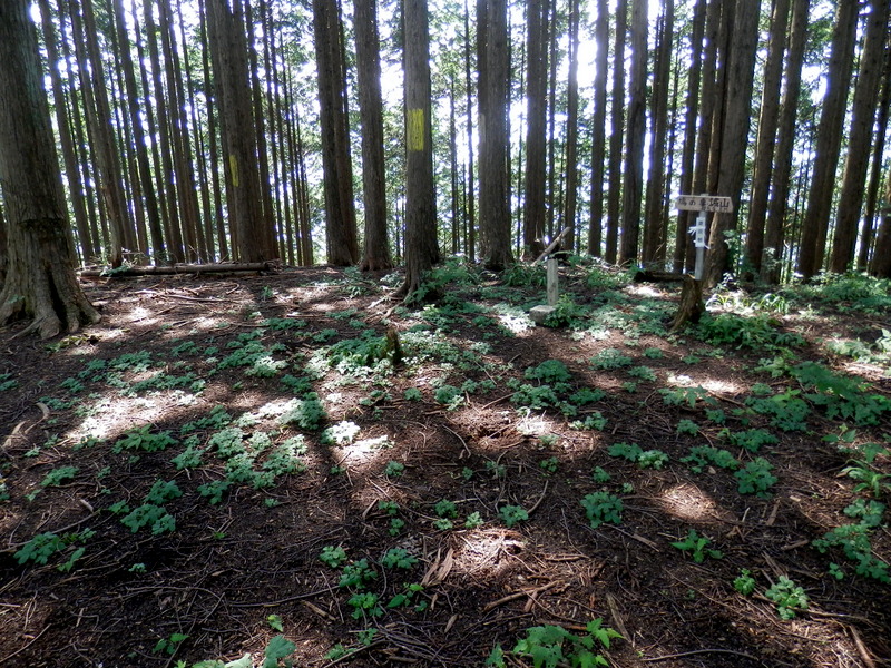 鳩ノ巣城山の頂上