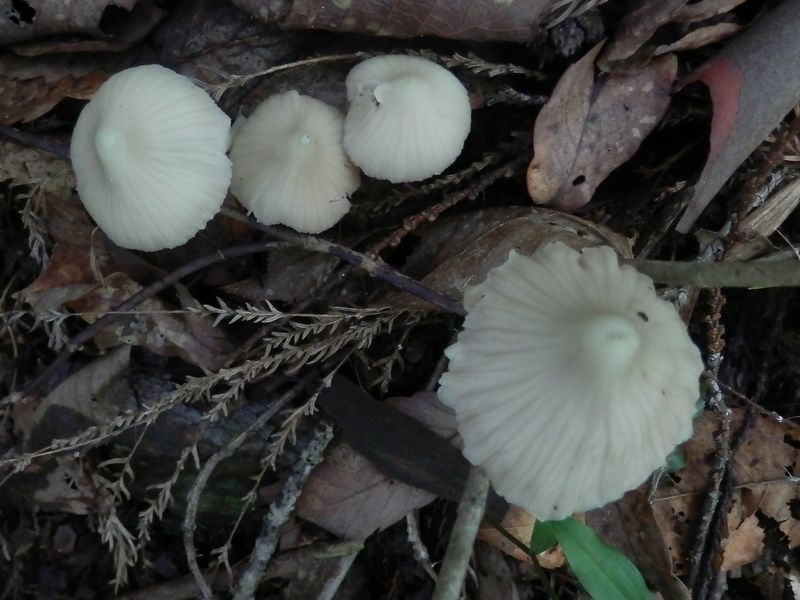 栗しぼりみたいなキノコ