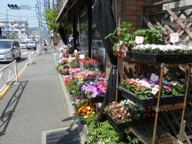 日々草、ペチュニアも夏の色