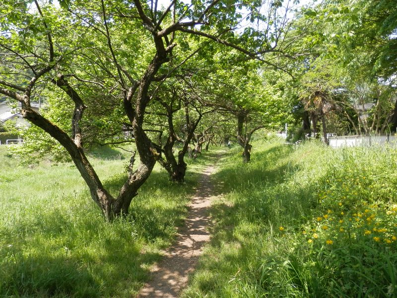 遊歩道梅林に入る