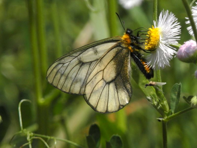 ウスバシロチョウがハルジオンの花で吸蜜