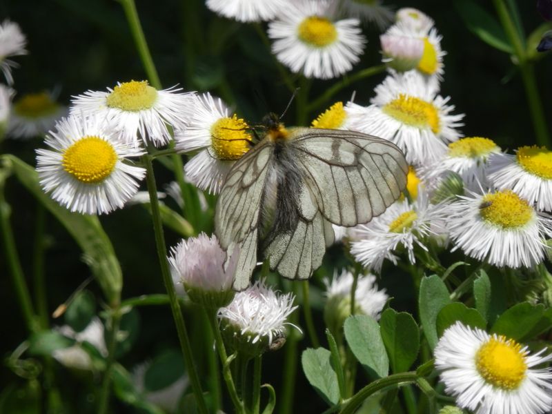 ウスバシロチョウの体はかなり毛深い