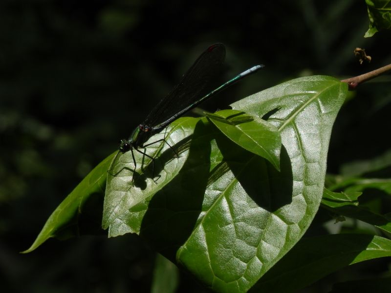 こんな色にも見える、カワトンボ