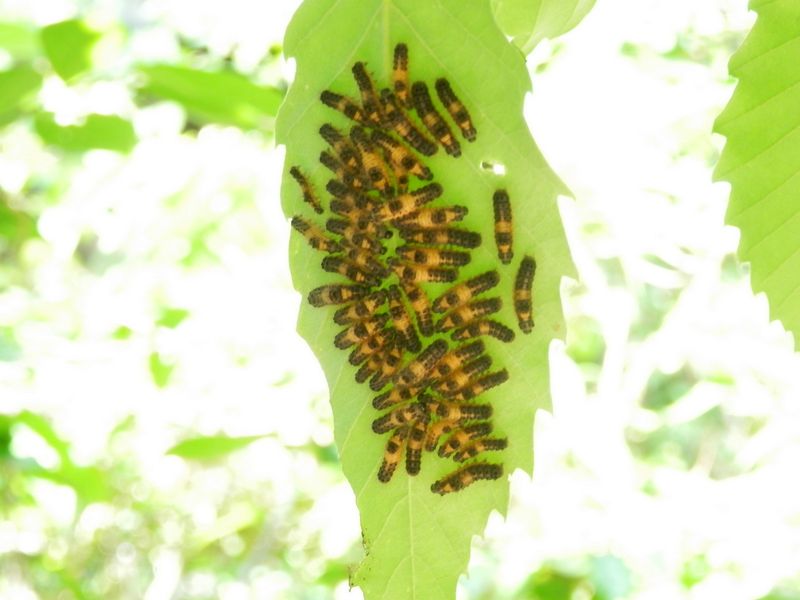 うじゃうじゃ、ゾッ