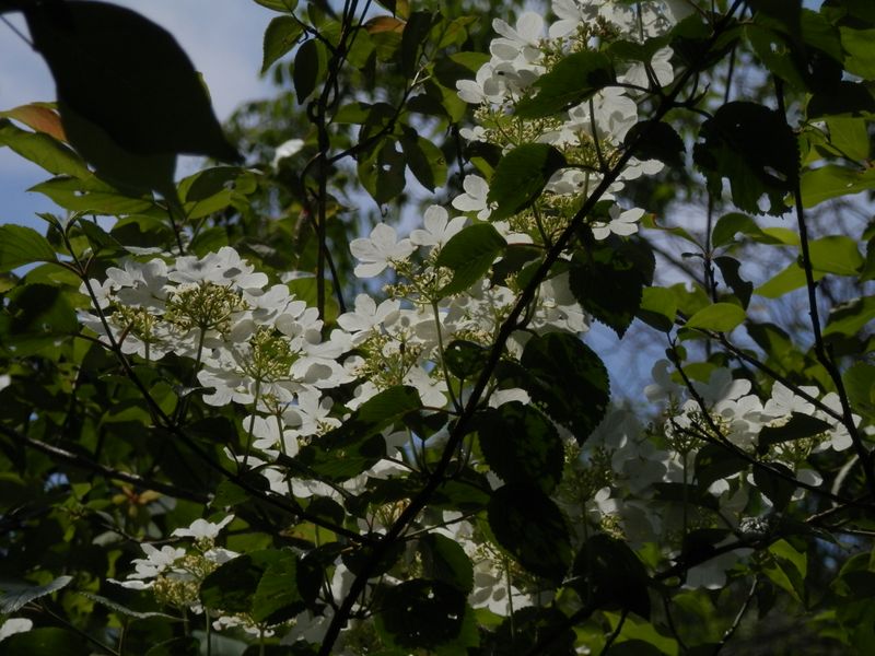 逆光で美しいヤブデマリ
