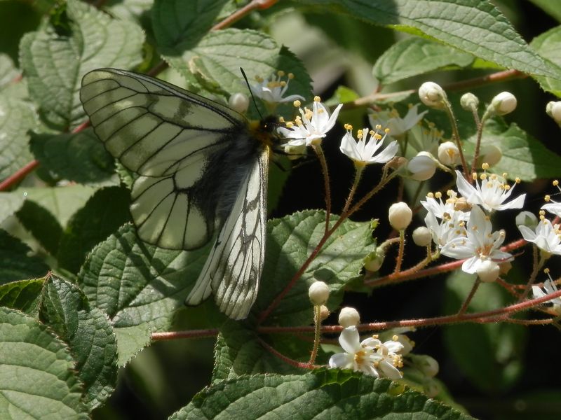 ウツギで吸蜜するウスバシロチョウ（２）