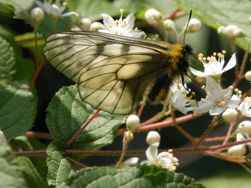 ウスバシロチョウの翅は半透明