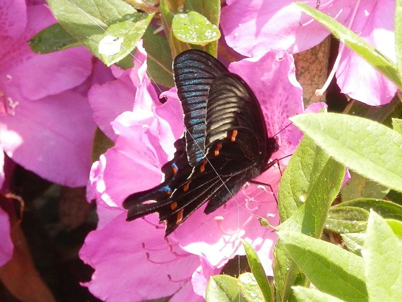 カラスアゲハがツツジで吸蜜