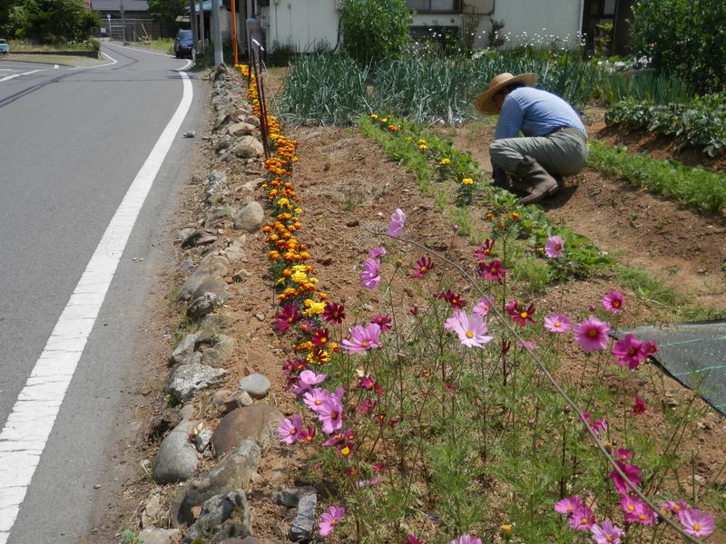 え、もうコスモス？