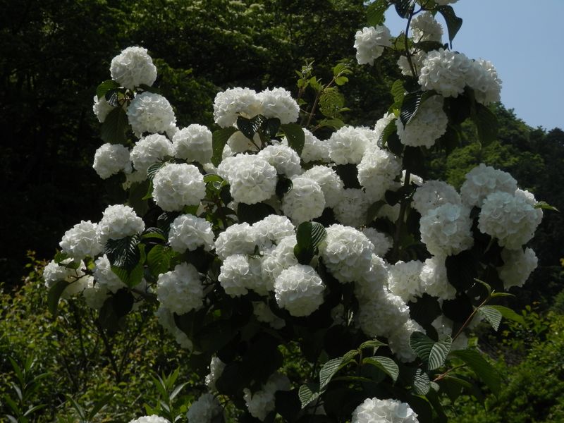 オオデマリかな？