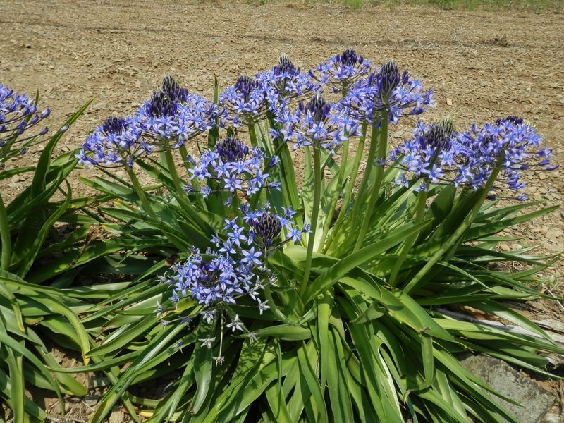 畑の縁を彩る、小型のアガパンサス