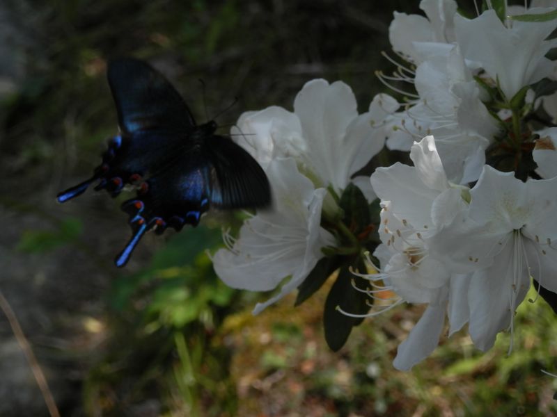 カラスアゲハは青光りが美しい