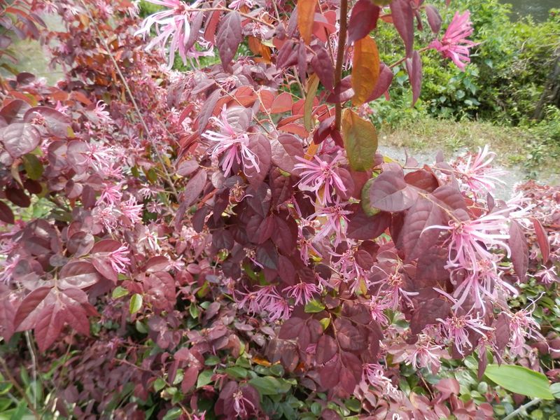 トキワマンサク