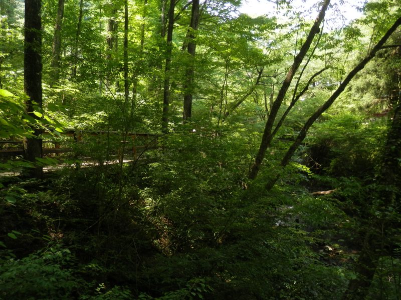 日影沢の木道橋