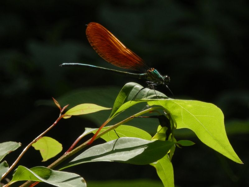 これも(アサヒナ/ニホン)カワトンボ