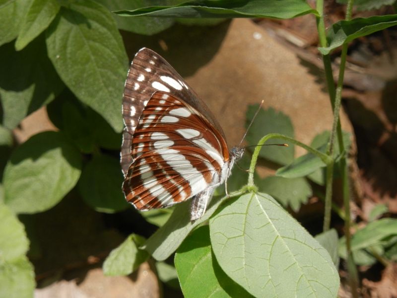可愛らしいコミスジ
