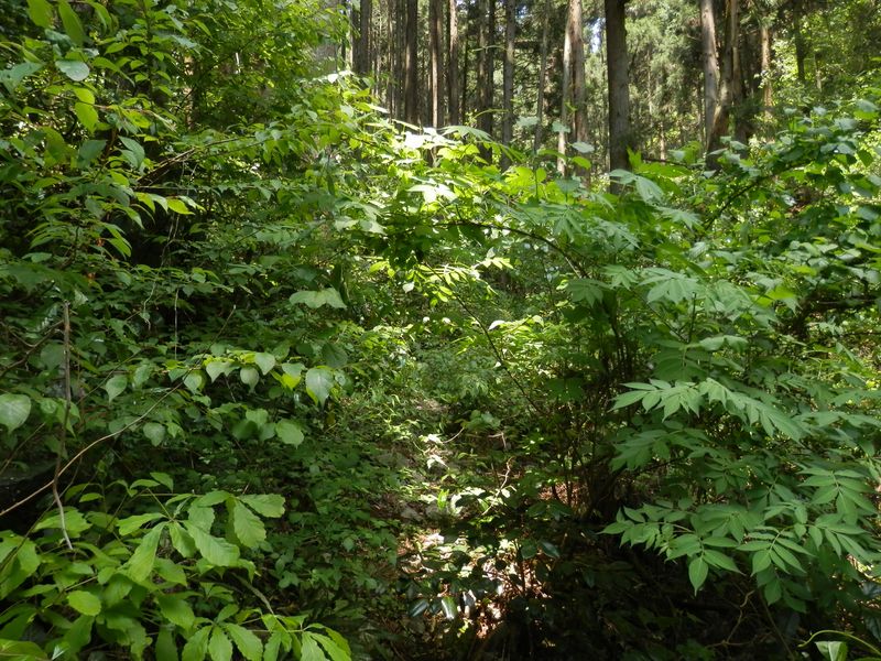 ヤブではマムシを踏まないように注意！