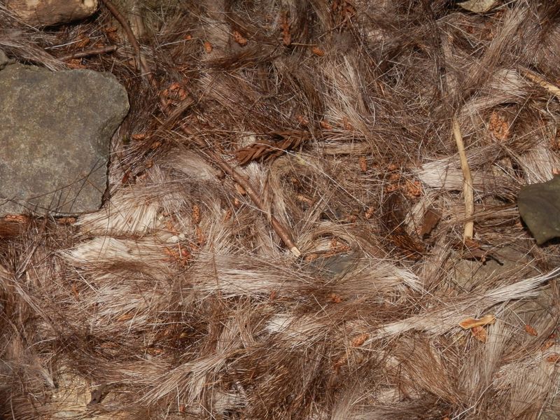 動物の毛が落ちていた