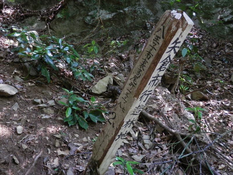 これでもれっきとした造林地