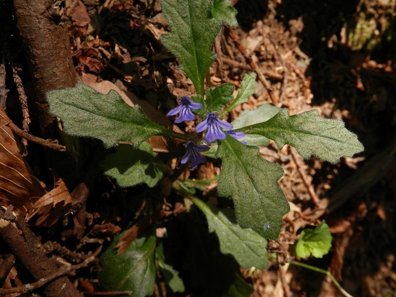 ちょこっと、キランソウ