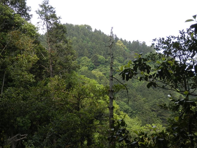 八王子城山が見えてきた