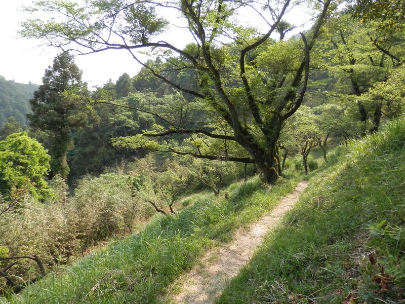 桜と梅の木がたくさんある