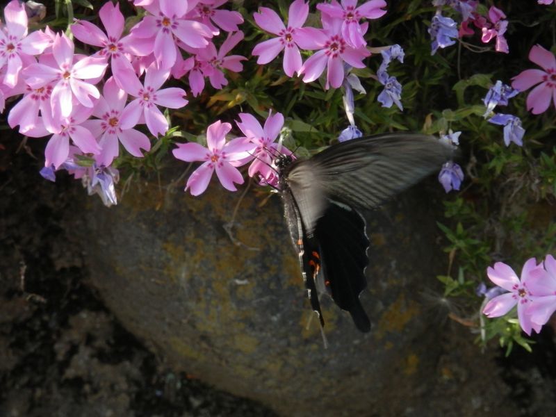 クロアゲハとシバザクラ