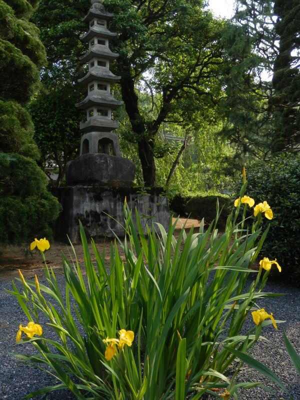 五重塔とキショウブ
