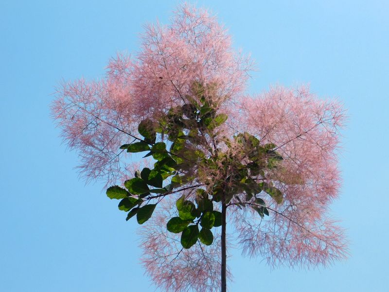 スモークツリー