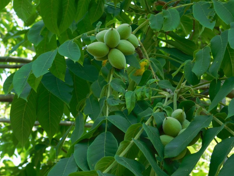 オニグルミの実