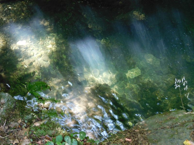 小さな魚がたくさん