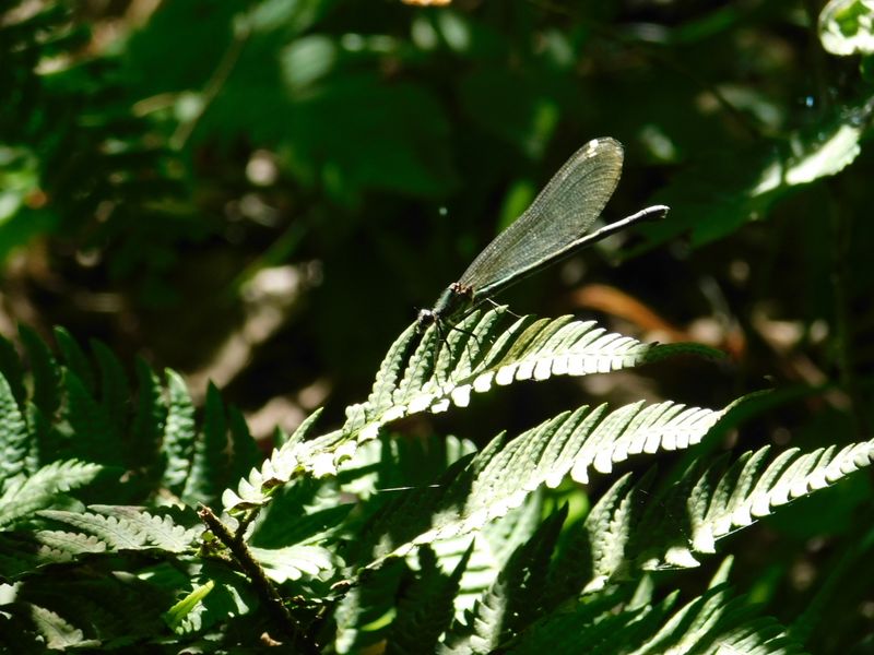 (アサヒナ/ニホン)カワトンボ♀