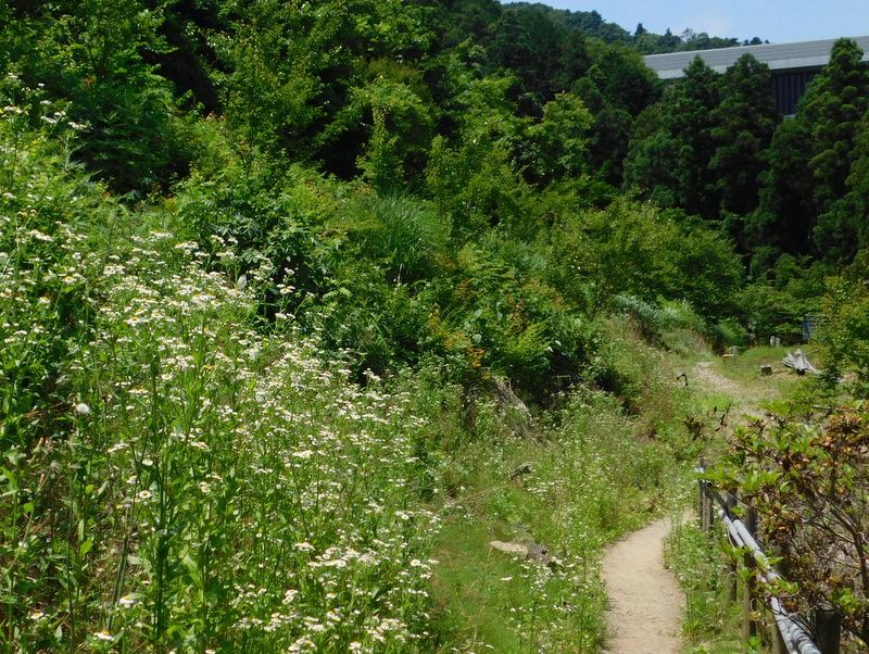 白い花と白い蝶の多い道