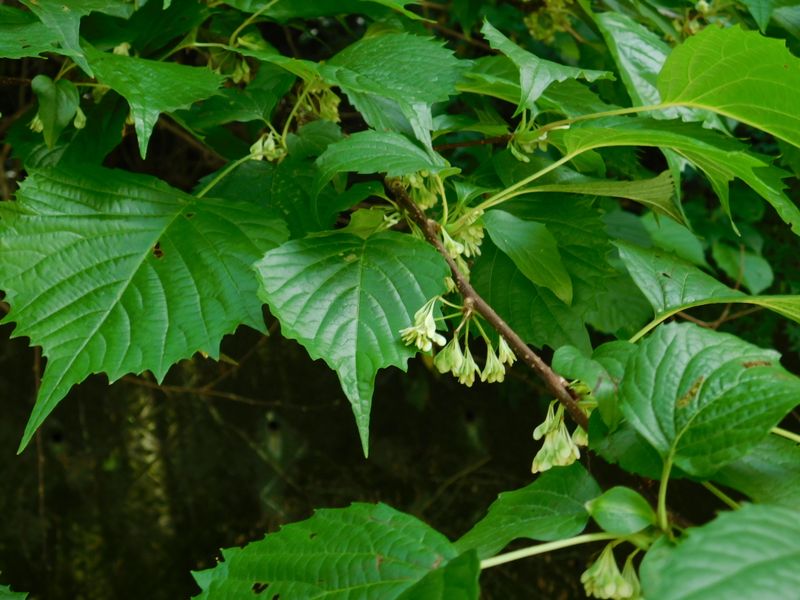 フサザクラの実