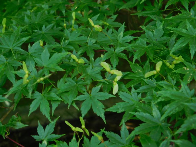 イロハカエデの種