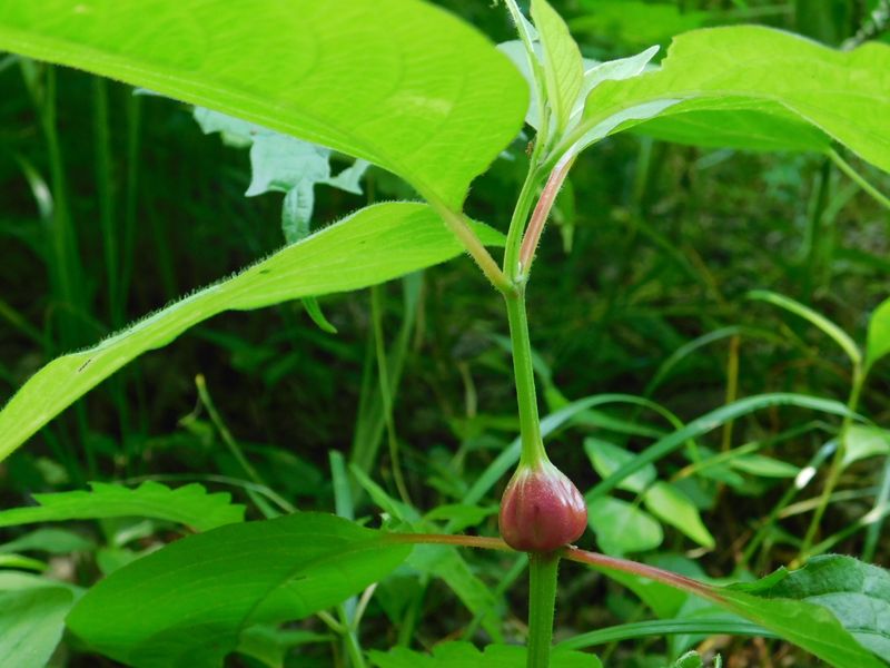 この赤い膨らみは何？
