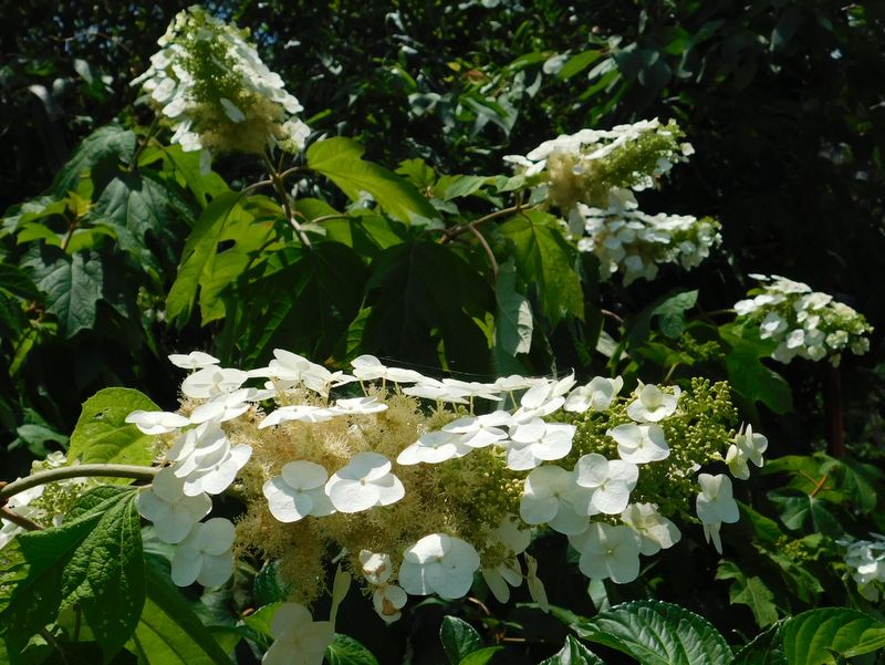 カシワバアジサイ