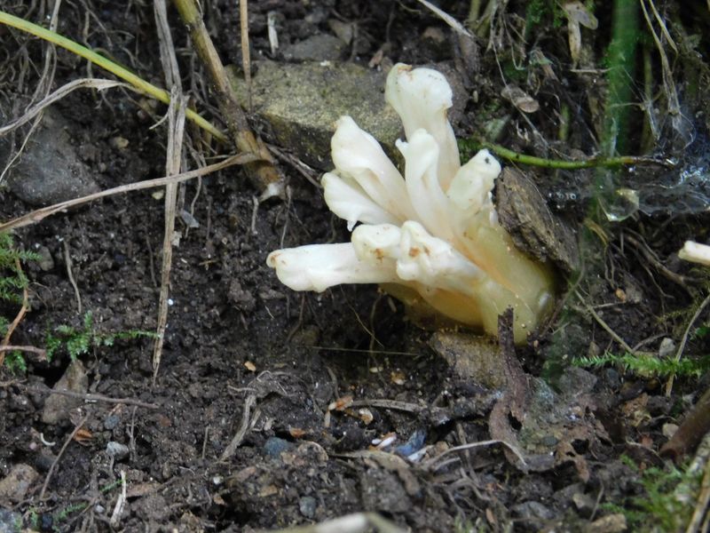 キヨスミウツボ