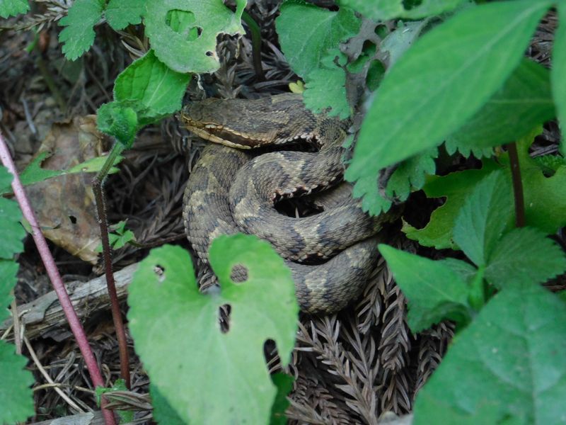 若いニホンマムシ