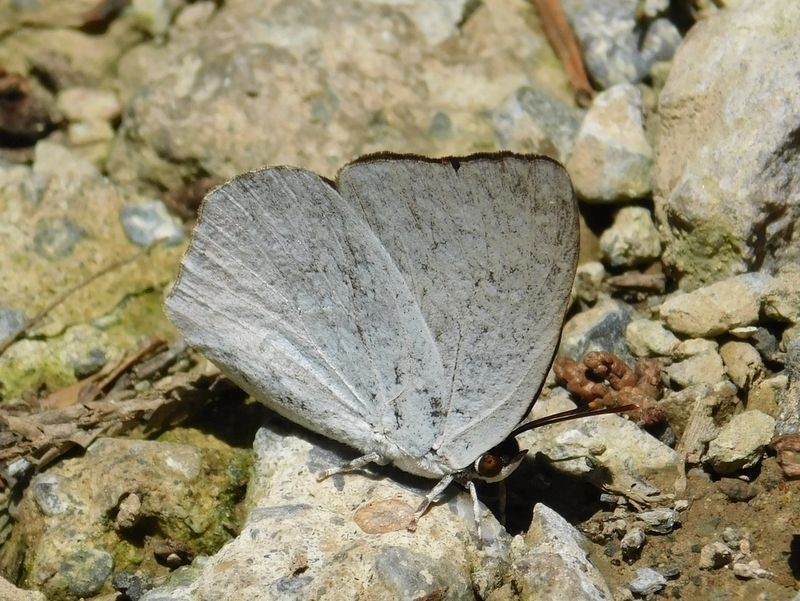 ウラギンシジミ、吸水中
