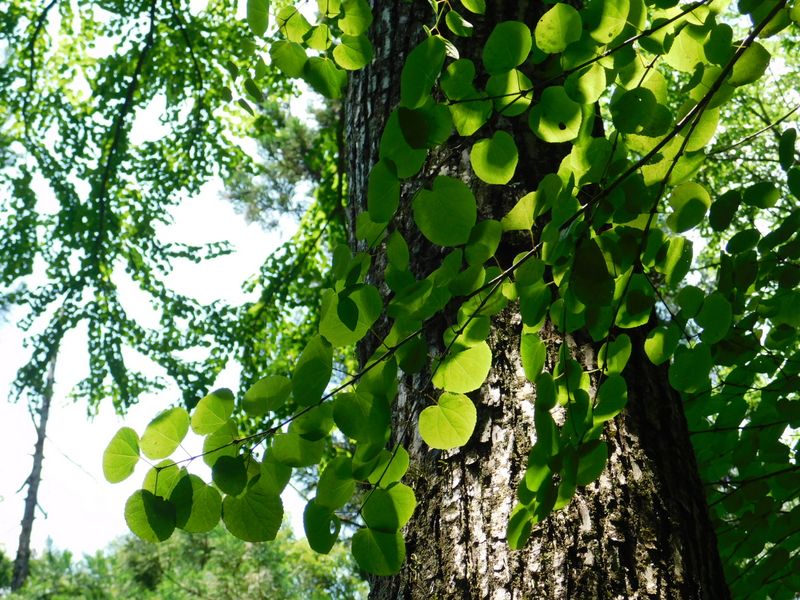 カツラの人工林