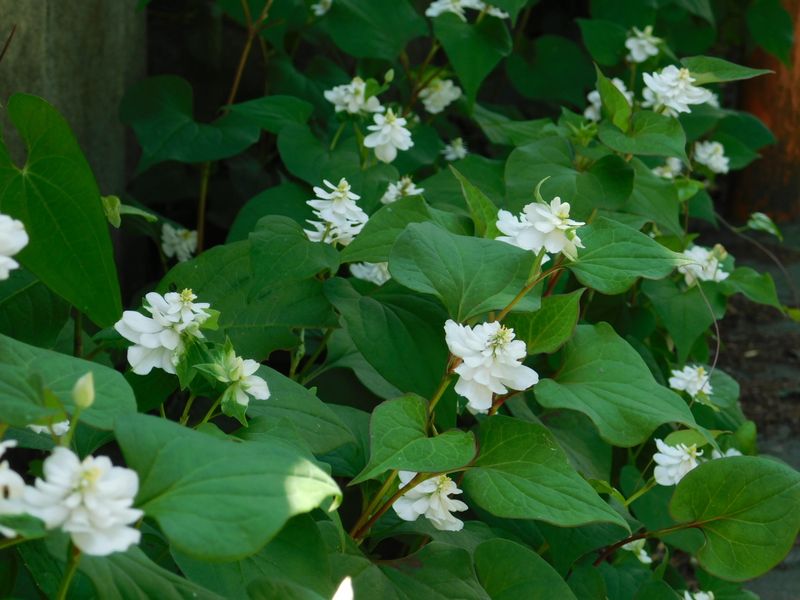 八重咲きのドクダミ